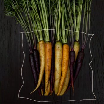 Zanahorias